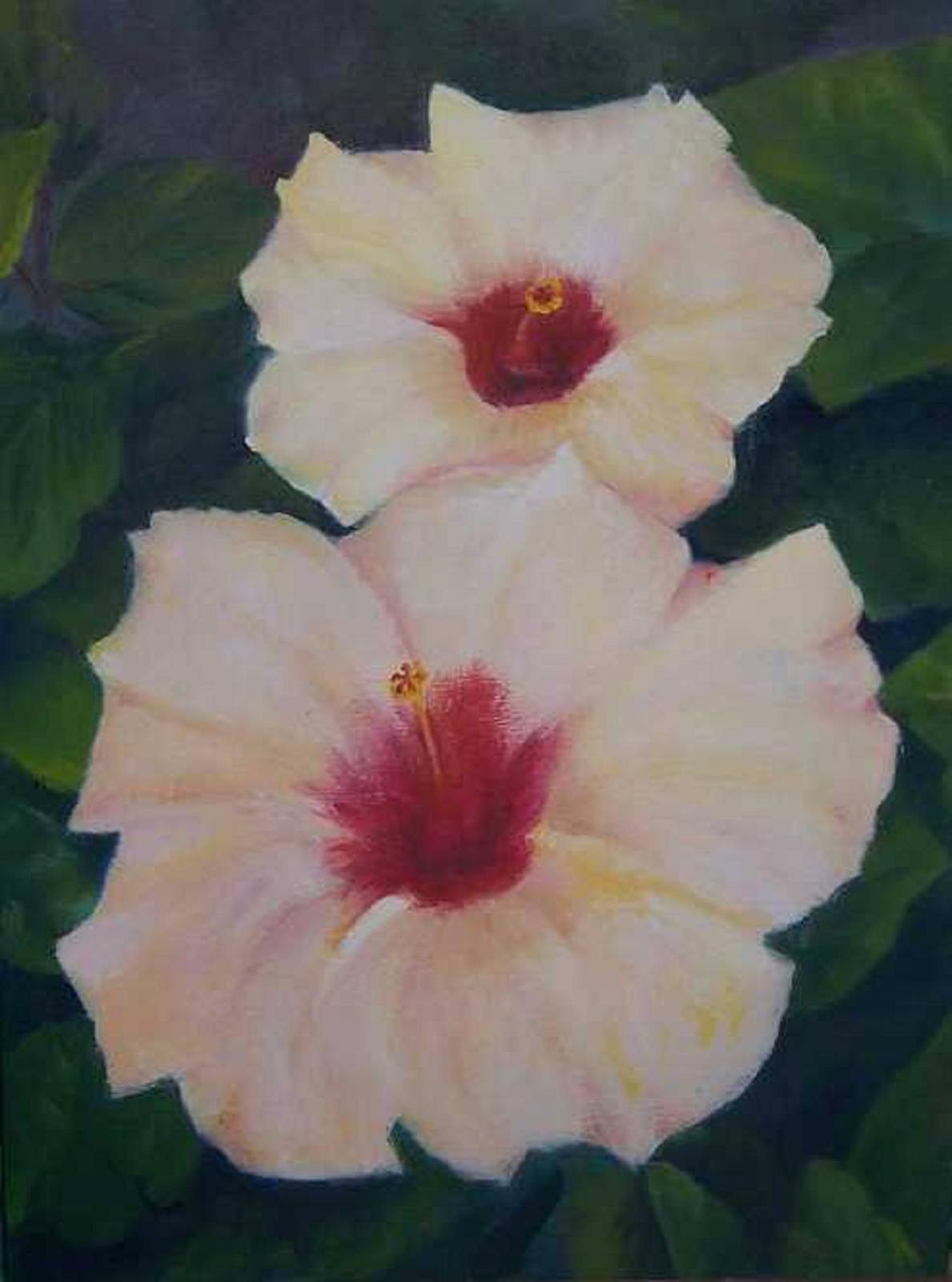HibiscosalmnCari1