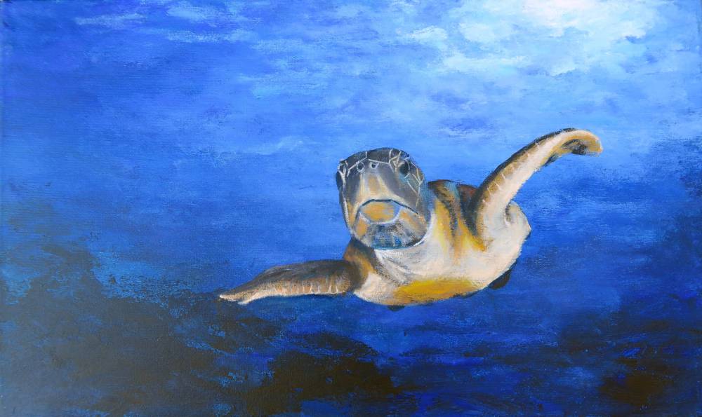 Fondos Marinos 7: Tortuga